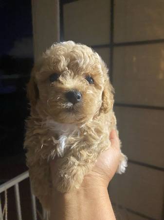 Apricot… (Las Vegas)63907184111234122