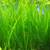 Ultimate Inflation Busting Live Aquarium Plant Package 2 thumbnail