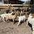 Boer Goat’s & sheep’s 3 thumbnail
