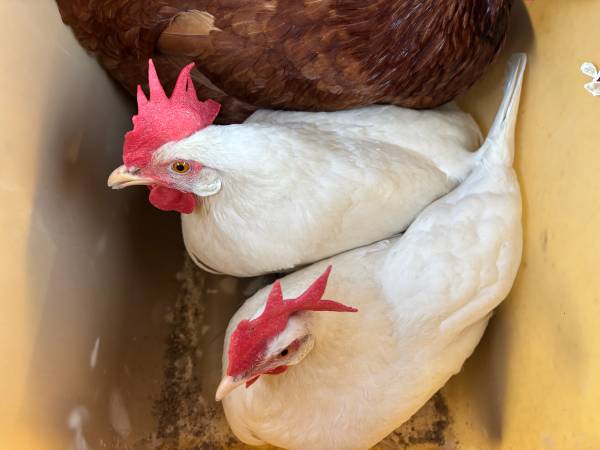 Hens Egg Laying (San Francisco)573786149566566401