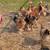 Buff Brahma Laying Hens 2 thumbnail