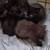 5 adorable black kittens 1 thumbnail