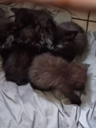 5 adorable black kittens 1