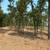 Forestry Mulching- Brush, Trees, Honeysuckle, Autumn Olive Removal 11 thumbnail