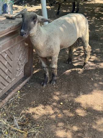 Borrego 1