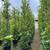 Ficus nitida indian laurel privacy hedge 5 thumbnail