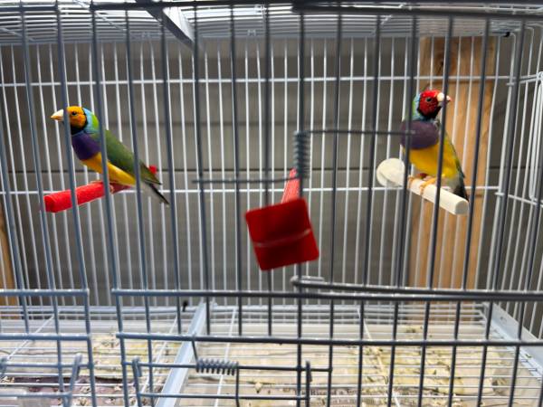 Gouldian finches 1