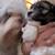 2 male Shih tzu puppies 4 thumbnail