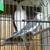 COCKATIEL PARROT BREEDING PAIR FOR REHOMING 3 thumbnail