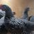 Bantam Barred Plymouth Rock Chicks (miniature chickens) 3 thumbnail