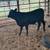 Brangus heifers 8 thumbnail