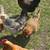 Laying hens 1 thumbnail