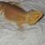 Bearded Dragon Lizards 9 thumbnail