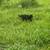 Two female spayed cats 10 thumbnail