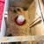 Quail and hatching eggs 2 thumbnail