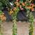 Bougainvillea 3 thumbnail
