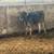 Smaller Jersey Feeders  some Heifers 3 thumbnail