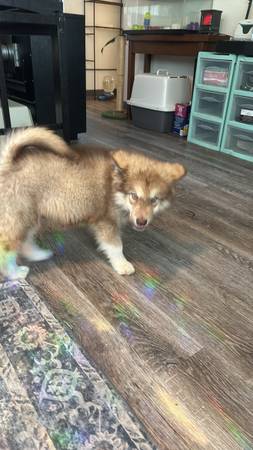 Cujo needs a new home (Bremerton)64192094491394122