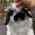 Holland Lop Bunny Rabbit - "Fluff" 1 thumbnail