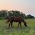 *SOLD* Beginner Friendly Mare 2 thumbnail