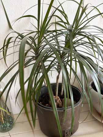 Multi-cane Dracaena Marginata 1