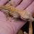 Crested Geckos 10 thumbnail