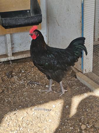 Rooster 1