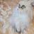 Female Persian 1 thumbnail