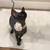 Canadian Sphynx Kitten for Sale – Blacky 4 thumbnail