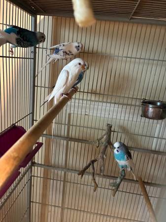 5 parakeets and cage (Garfield Heights)63871911323649120