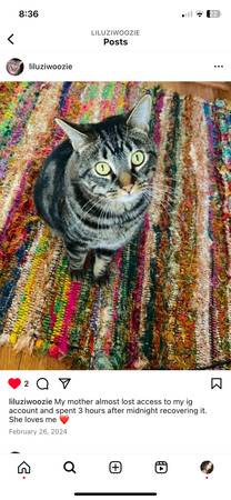 Rehoming Cat - Will pay adopter $20063893600835970122