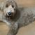Goldendoodles 13 thumbnail