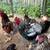 Dark Brahma Rooster 6 thumbnail