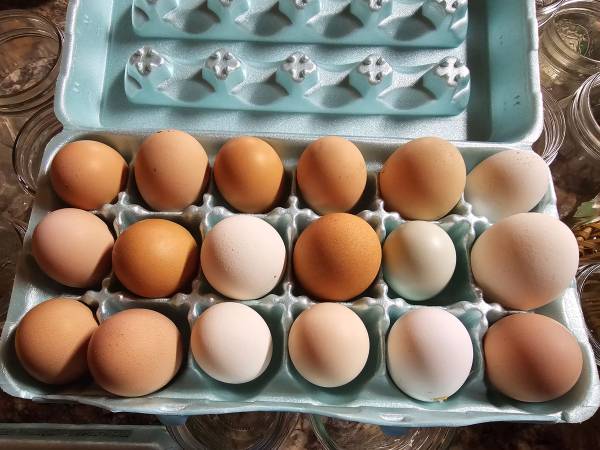 Farm fresh eggs 1