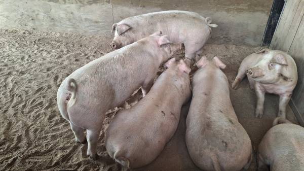 Pork 1