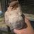 Pigeons pet 5 thumbnail