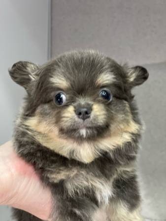 Pomchi-Rocket (Broken Arrow)64054492559363121