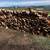 Split Wood For Sale 1 thumbnail