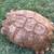 Beautiful tortoise 4 thumbnail