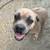 Female pup 4 thumbnail