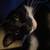 Farm Cat 4 thumbnail