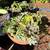 Potted succulents 11 thumbnail