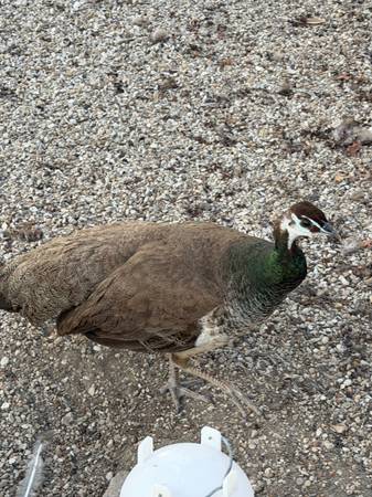Peacock 1