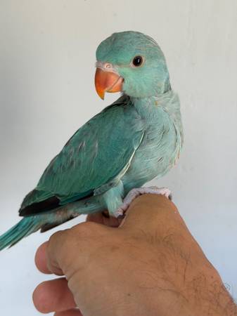 Indian Ring necks 1