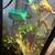 Chameleon 3 thumbnail