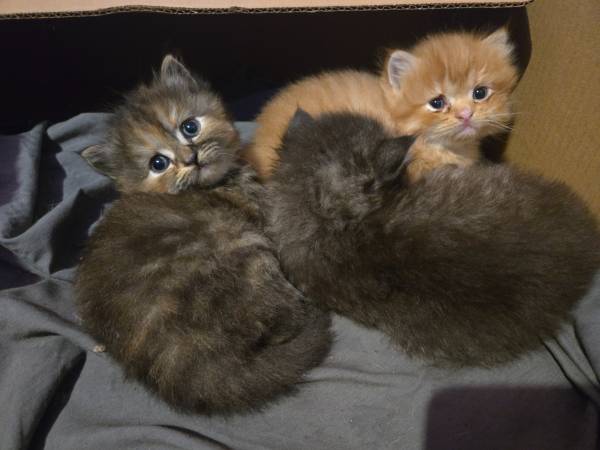 Persian Kittens (Mobile)63920390484098122