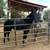 3 year old mare 5 thumbnail