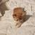 Exotic shorthair 5 thumbnail