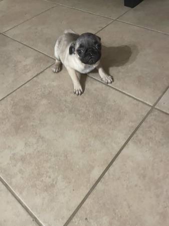 Pug Hembra (Mission)64148953303170120
