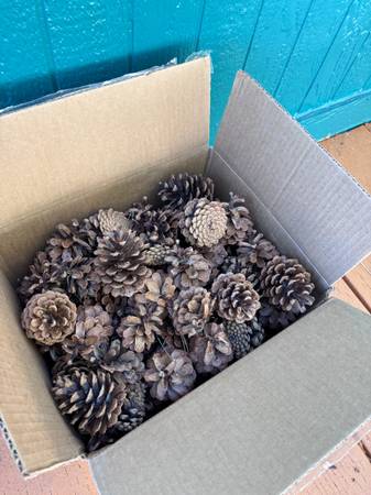 Nice Pine Cones 1